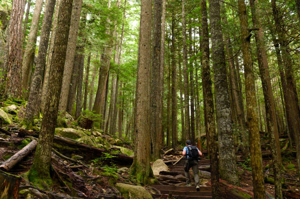 Male hiking in nature. Solo travel in nature. Man hiking in Squamish, British Columbia.