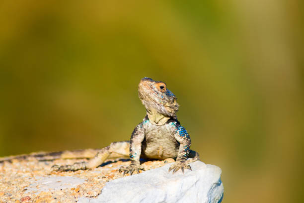 istock Chameleon. Green nature background. 1181033852