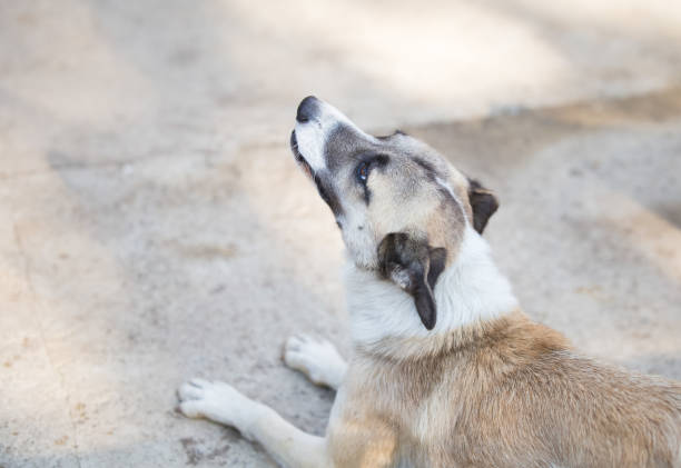 istock Curious mixbreed happy adopted dog 1181033901
