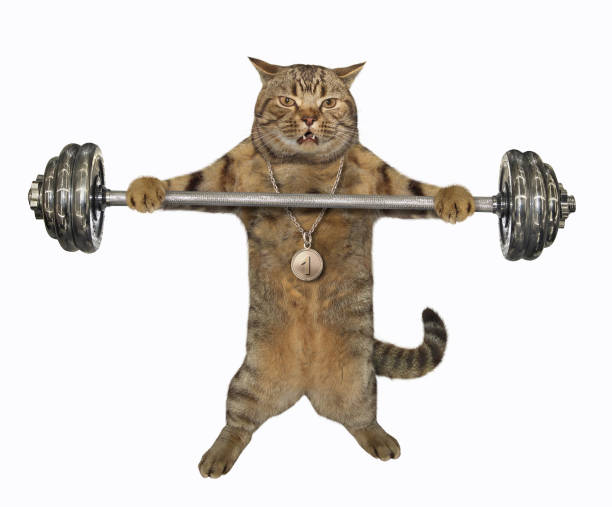 istock Cat athlete holds barbell 1181035899