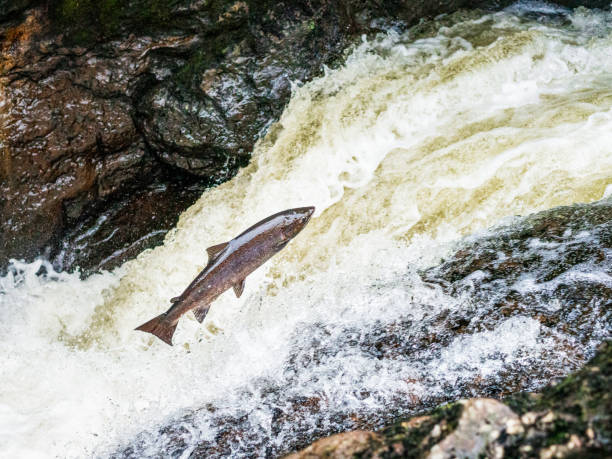 istock Atlantic Salmon leaping up a waterfall in Scotland 1181036301