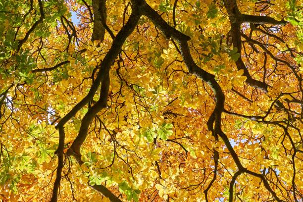 istock Colorful chestnut leaves in autumn. View from below 1181037269