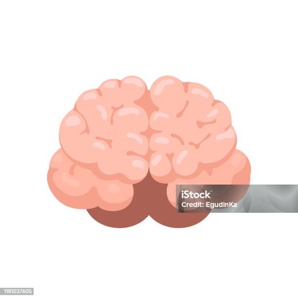 Ilustración de Vista Frontal Del Cerebro y más Vectores Libres de Derechos  de Vista de frente - Vista de frente, Ilustración, Vector - iStock