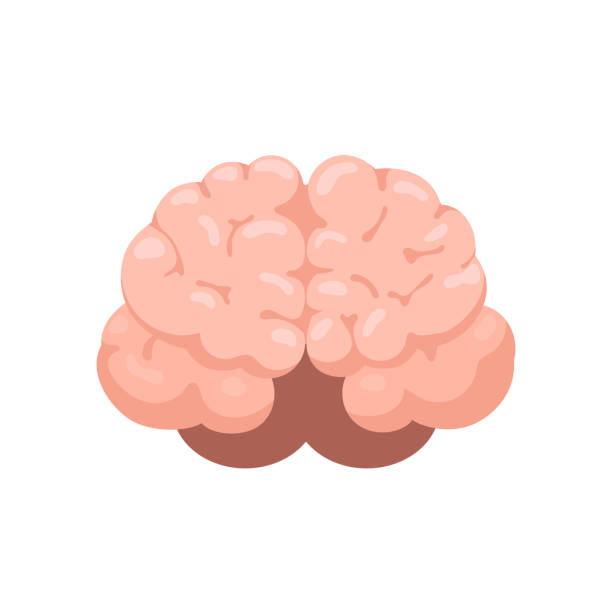 Brain front view Human brain front view icon. Hnternal organs symbol in cartoon style isolated on white background. Vector illustration cerebellum illustrations stock illustrations