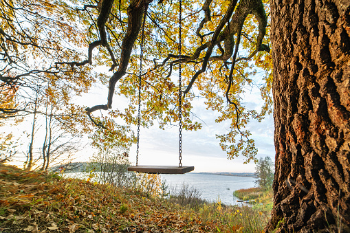 Wooden swing with chains on the oak near the lake in autumn.