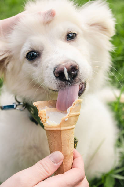 istock dog eating icecream 1181038154
