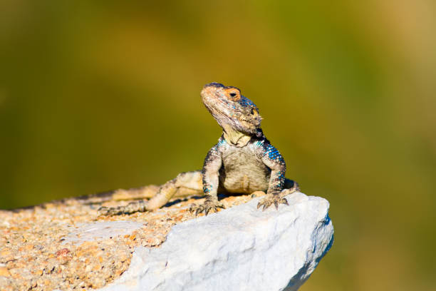 istock Chameleon. Green nature background. 1181038760