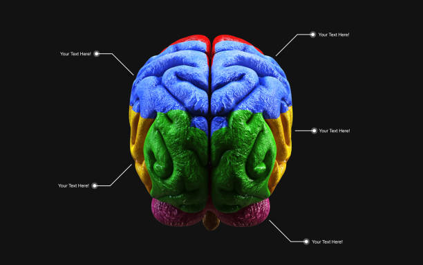 Medically 3d illustration of the human brain in rear view isolated on black background with clipping path.