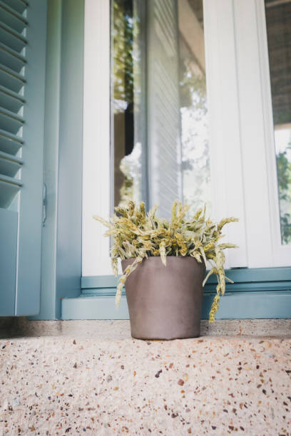 istock Lavender flower pot on windowsill 1181039037