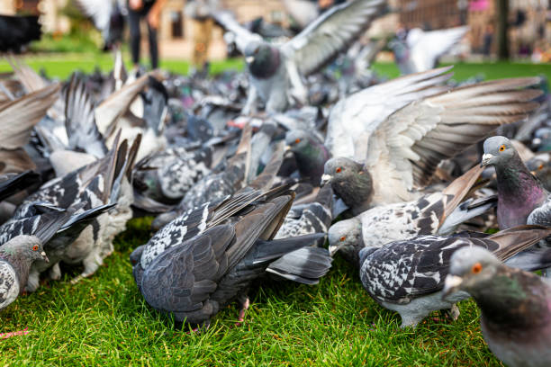 Teeren Und Federn Fotos Bilder und Stockfotos iStock