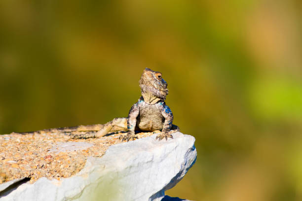 istock Chameleon. Green nature background. 1181039208