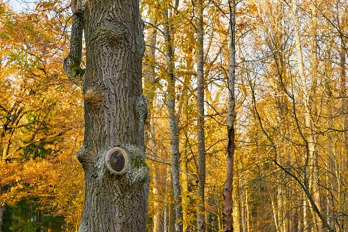 Part of the trunk of one large old tree in close plan against the blurred background of the autumn forest