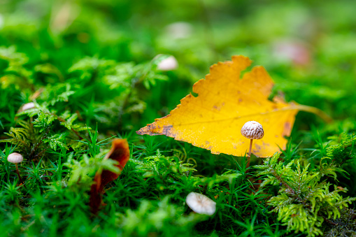 Small mushroom and autumn leaf