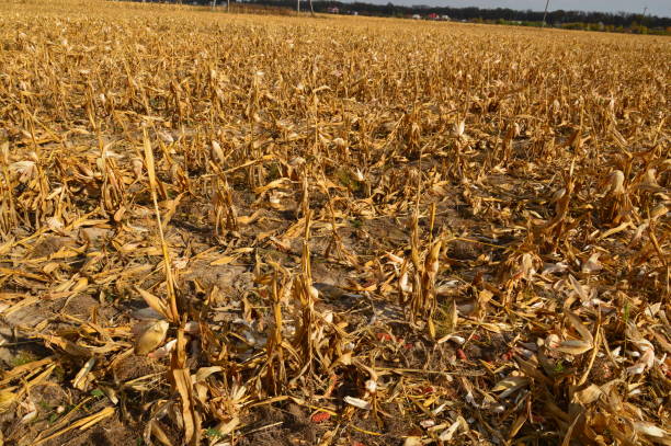 istock Field harvested corn remaining the tops 1181039475