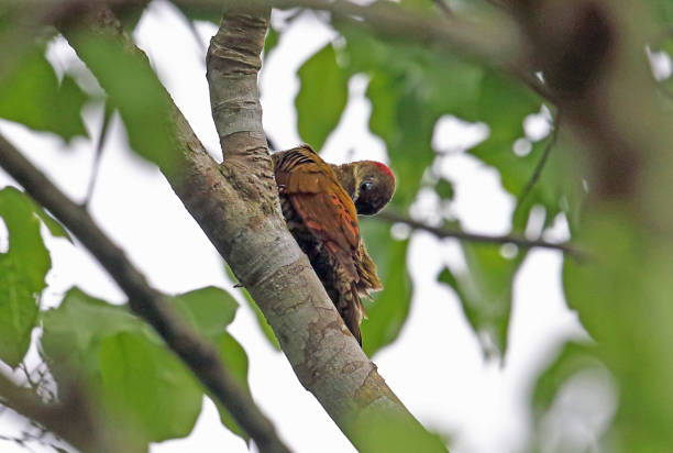 istock Stripe-cheeked Woodpecker 1181039699