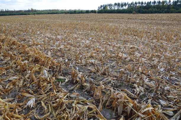 istock Field harvested corn remaining the tops 1181040391