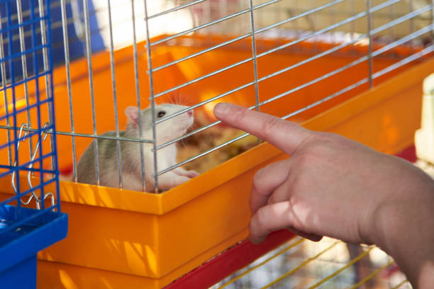 A man touches a decorative rat in a cage. A man touches a decorative cute rat in a cage. rat cage stock pictures, royalty-free photos & images