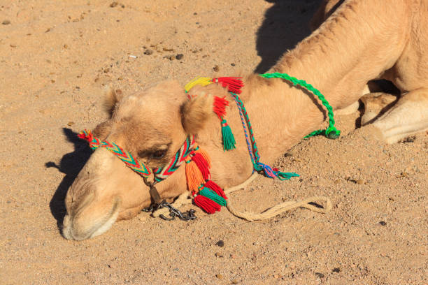 Muzzled camel close-up with yellow knitted muzzle.