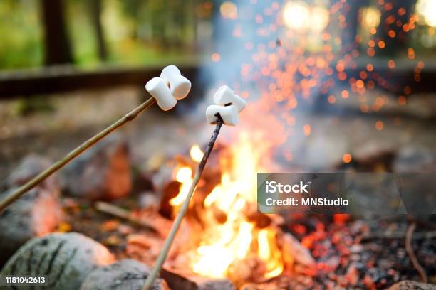Roasting Marshmallows On Stick At Bonfire Having Fun At Camp Fire Stock Photo - Download Image Now