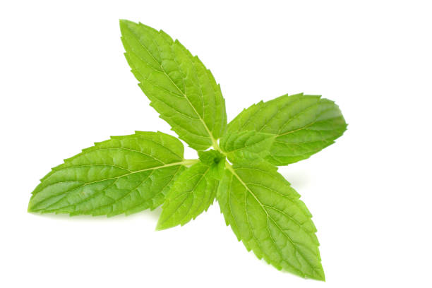 istock Fresh mint leaves isolated on white background. top view 1181043320