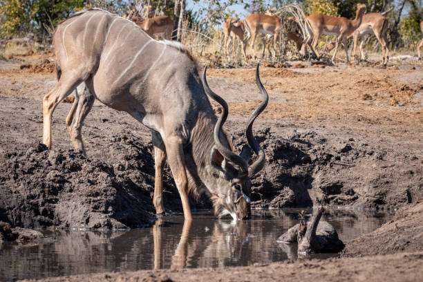 istock Kudu in the Okavango Delta, Botswana, Africa 1181043774