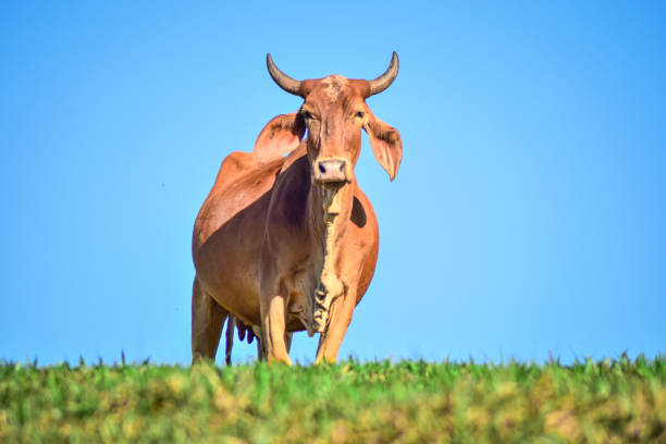 istock Brown Cow on a pasture 1181043898