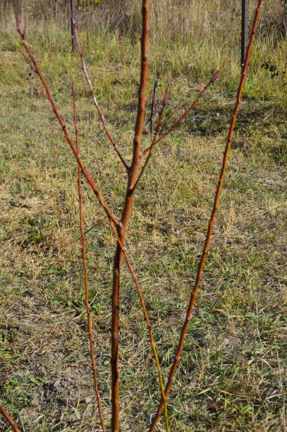 istock Agricultural tree planting in autumn in ground 1181044916