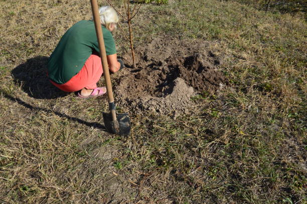 istock Agricultural tree planting in autumn in ground 1181044986