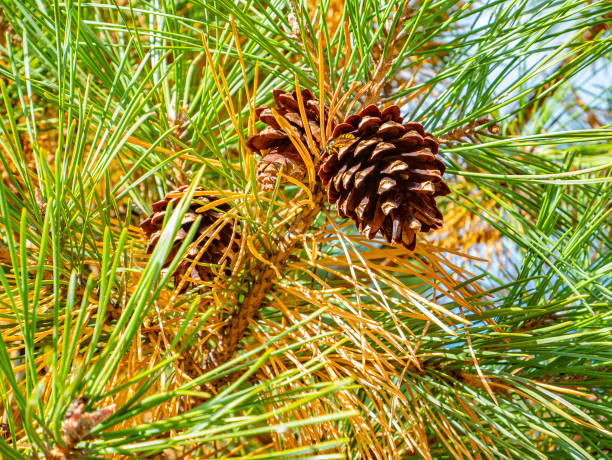 Pine cones on a pine branch in the forest. Natural landscape.