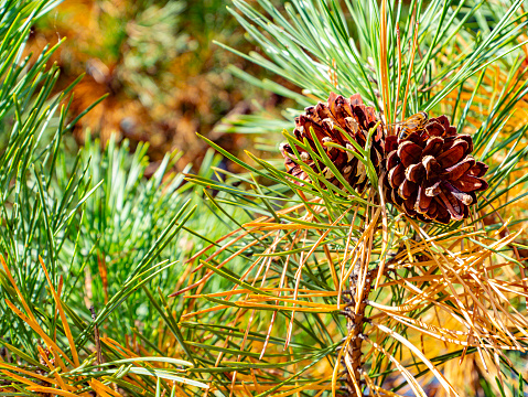 Pine cones on a pine branch in the forest. Natural landscape.