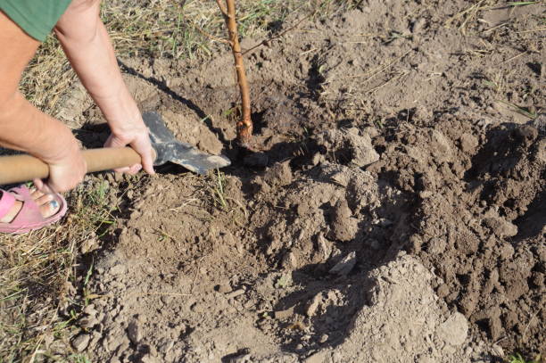 istock Agricultural tree planting in autumn in ground 1181045311