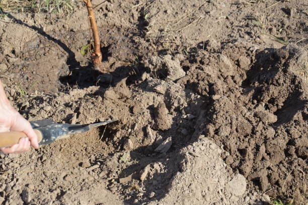istock Agricultural tree planting in autumn in ground 1181045333