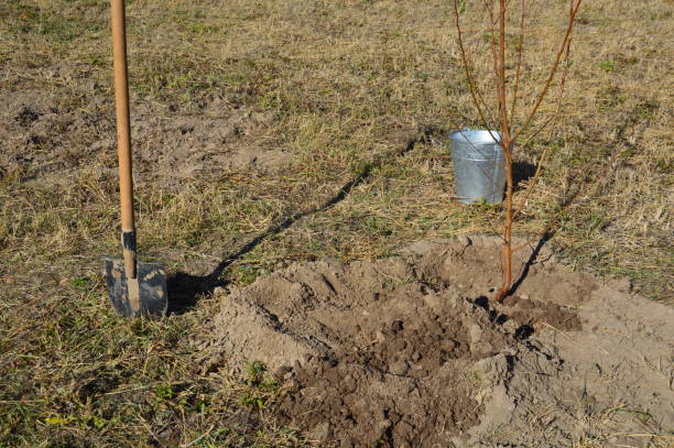 istock Agricultural tree planting in autumn in ground 1181045400