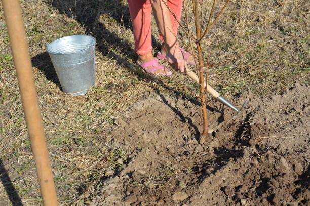 istock Agricultural tree planting in autumn in ground 1181045429