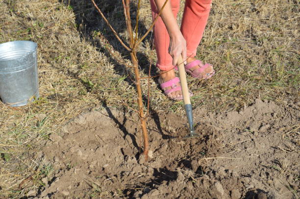 istock Agricultural tree planting in autumn in ground 1181045435