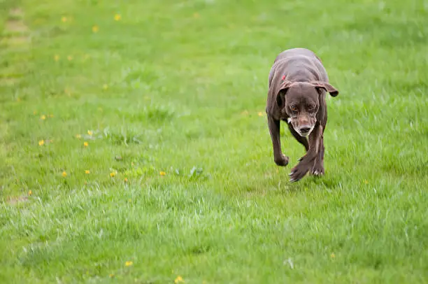 A German Shorthaired Pointer out for a run at a local dog park. Motion blur.