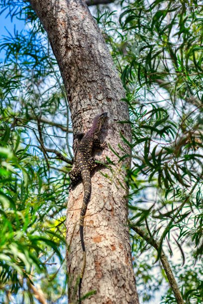 istock Portrait of a giant lizard climbing on the tree 1181046056