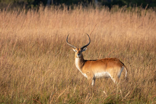 istock Red Lechwe in the Okavango Delta, Botswana, Africa 1181046159