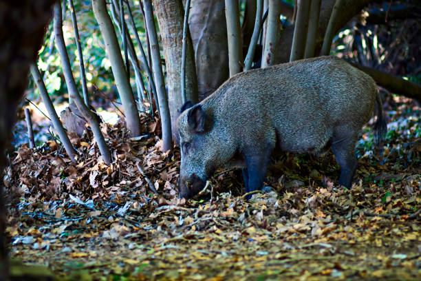 멧돼지. 자연 배경입니다. - domestic pig animals in the wild wild boar hunting 뉴스 사진 이미지