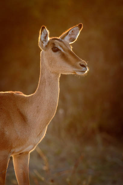 Impala on the Chobe River, Botswana, Africa