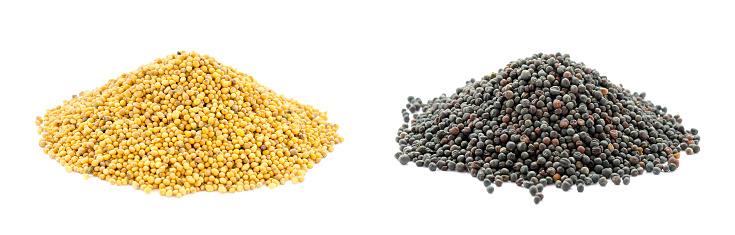 Yellow and black piles of mustard and rapeseed grains isolated on a white background.