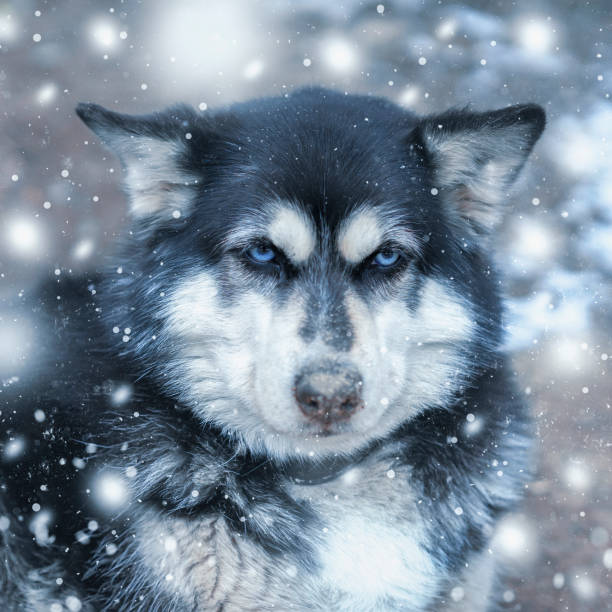 White Husky Puppy With Sharp Blue Eye Looking Down