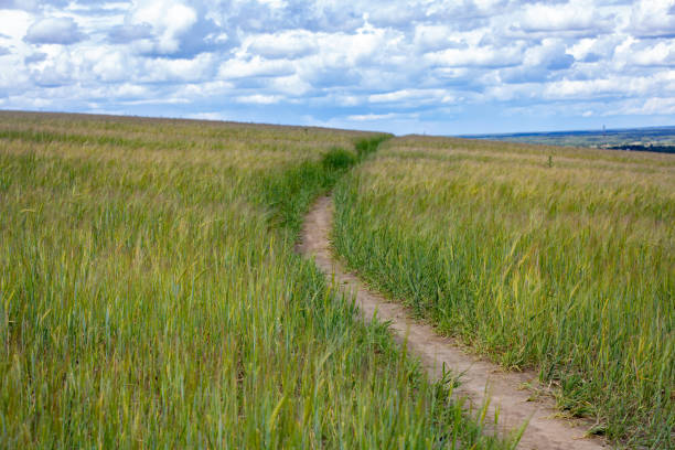 istock small ground track through  field of rye under cloudy sky 1181050880