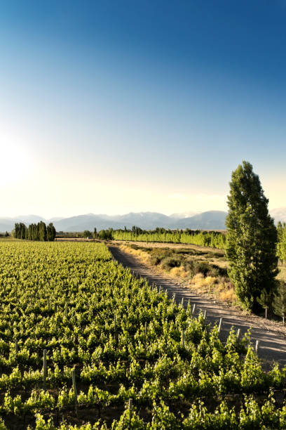 winnica z górami - vineyard napa valley california vertical zdjęcia i obrazy z banku zdjęć