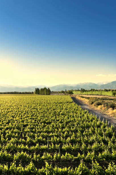 weinberg mit berghintergrund - vineyard napa valley field in a row stock-fotos und bilder