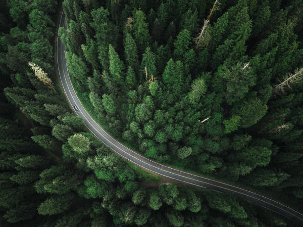 istock winding road in the forest on north america 1181052000
