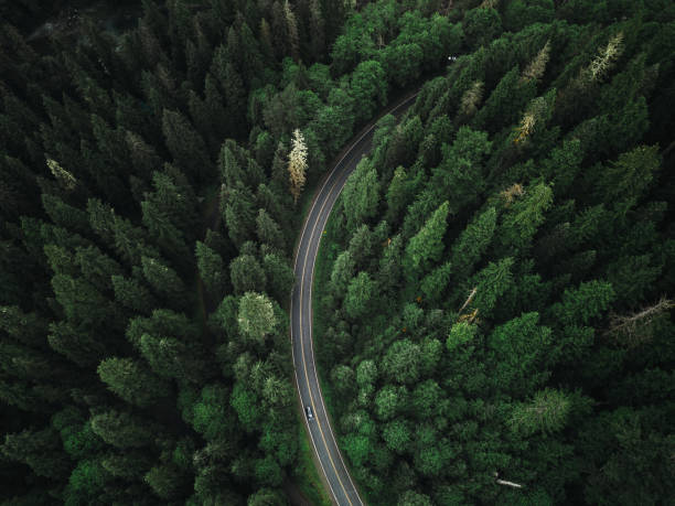 winding road in the forest on north america - road highway winding road mountain imagens e fotografias de stock