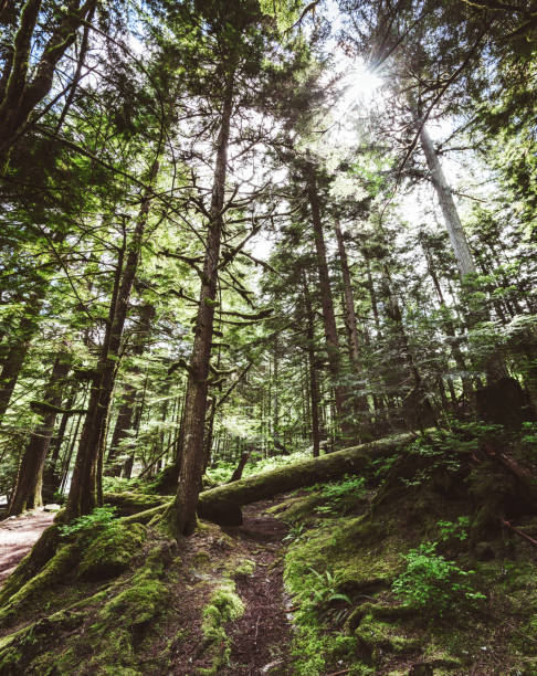 istock in the middle of the forest in oregon 1181052200