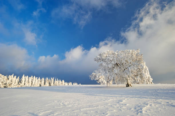 istock Winter in the Black Forest 1181052947