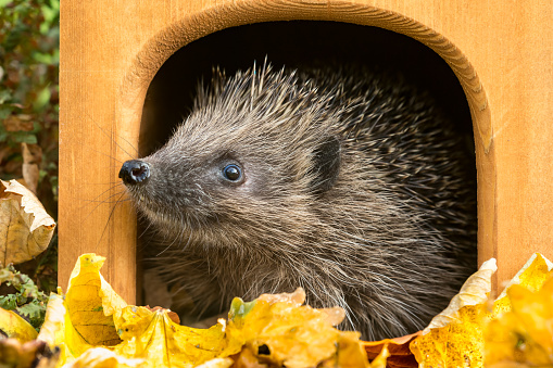 Hedgehog, (Scientific name: Erinaceus Europaeus) peeping out of hedgehog house in Autumn.  Head raised, facing left. Horizontal. Space for copy.